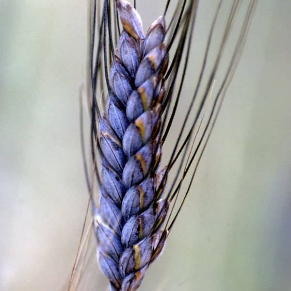 Emmer Bio-Getreide 