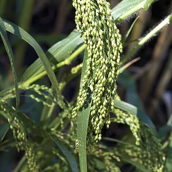 Bio-Hirse der Bohlsener Mühle