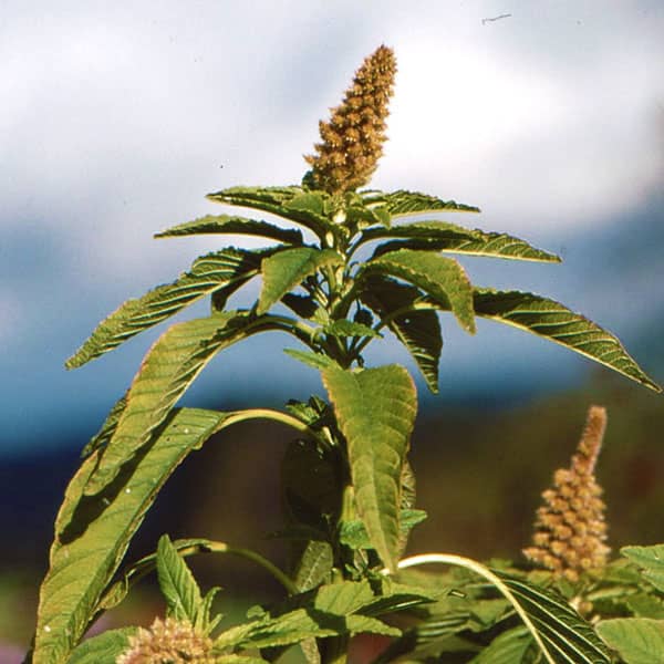 Bio Amaranth von der Bohlsener Mühle