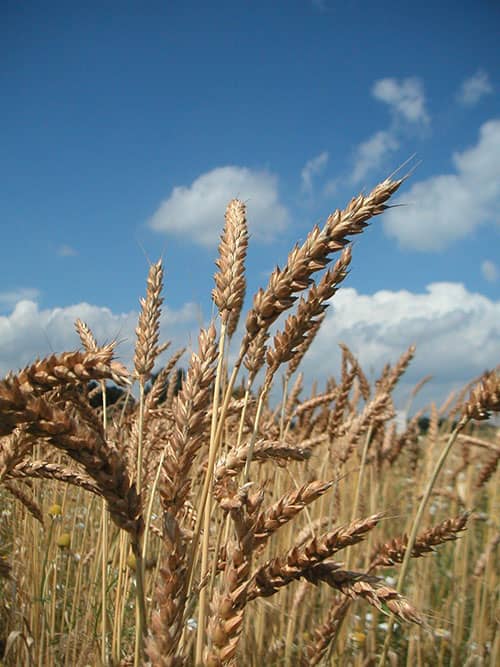 Bio-Weizen auf dem Feld 