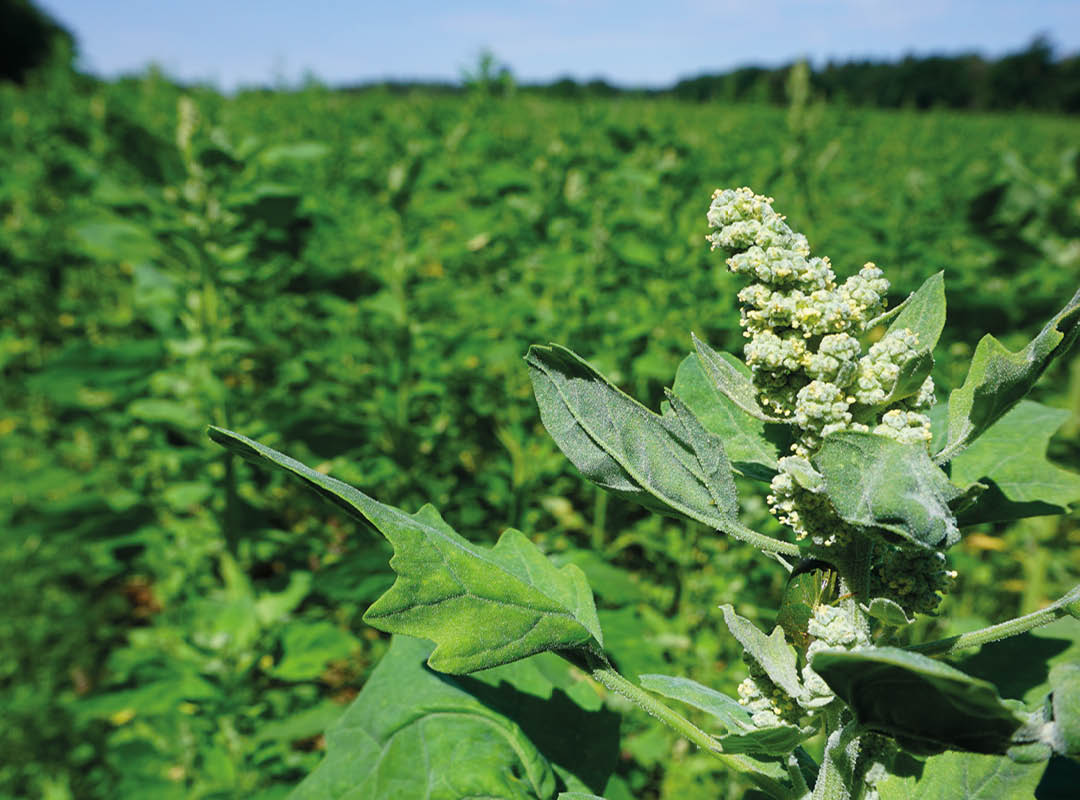 Bio-Vollkorn-Quinoa Rezepte