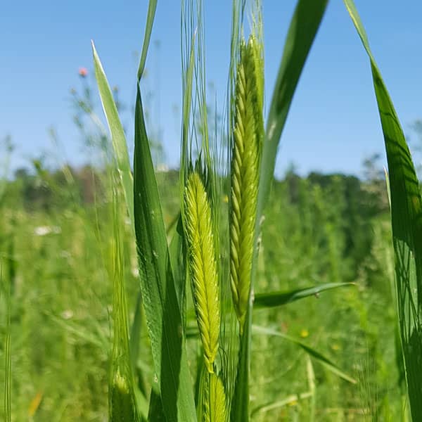 Einkorn Bio-Getreide 