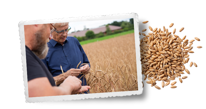 Bio-Getreideanbau | Bohlsener Mühle